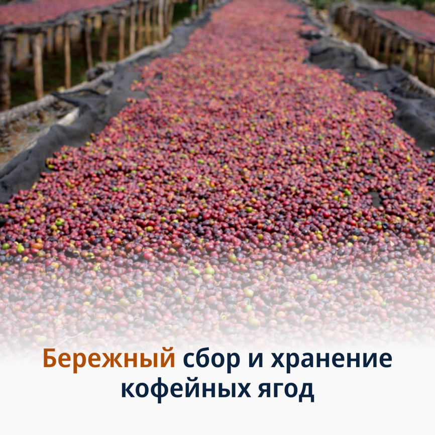 Кофе зерновой De’Longhi Signature coffee Ethiopia Selection Blend 1000 гр фото 5